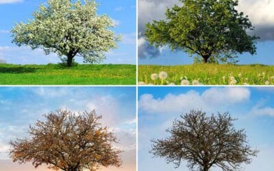Seasonal Changes Are Good for the Brain